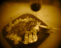 Le Vinoignon de Guewen
